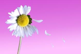 Finding out if he loves you with a daisy