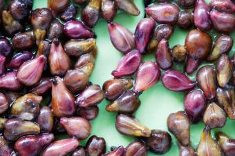 Grape Seeds