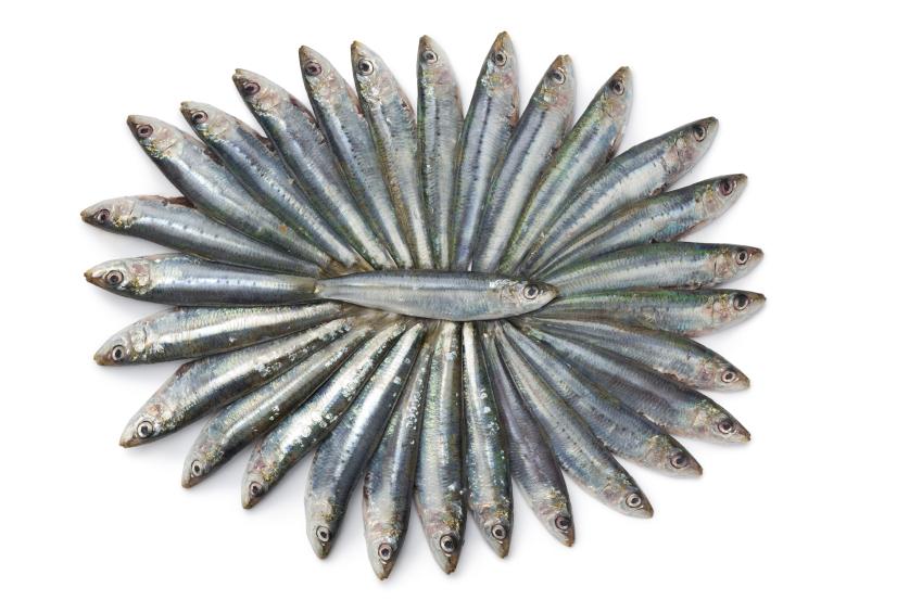 10 Foods High in Vitamin D LoveToKnow Health & Wellness