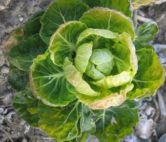 vitamin-k-in-brussels-sprouts.jpg