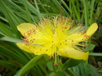 St John's Wort 