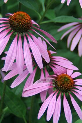 Purple Echinacea Flowers