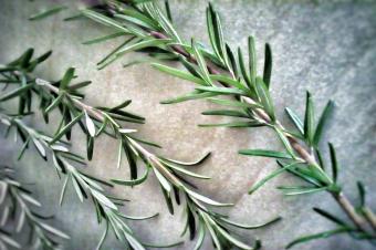 closeup of rosemary stalks on table