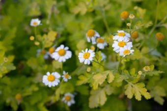 Closeup of blooming feverfew plants