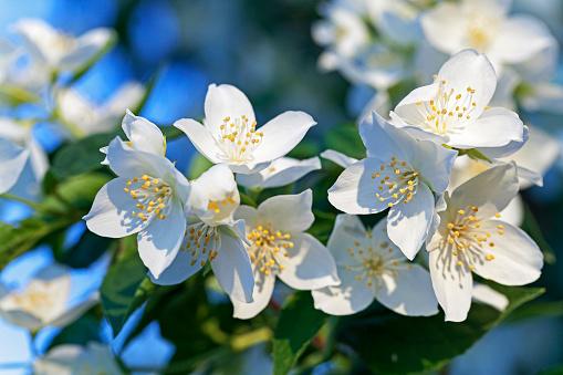 Jasmine flowers