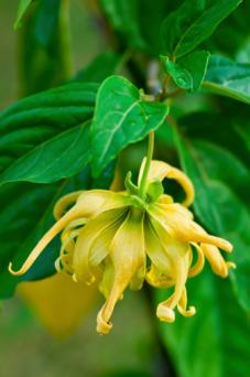 Ylang-ylang flower
