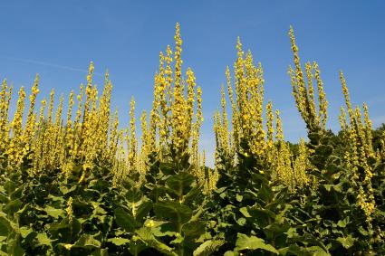 field of mullein flowers