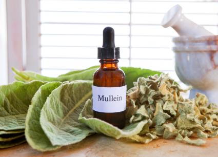 Mullein, Verbascum thapsus extract with fresh and dried leaves