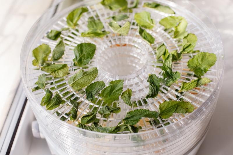 Fresh mint is dried on food dehydrator tray