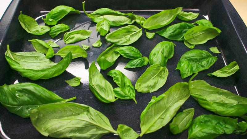 Drying Basil in oven