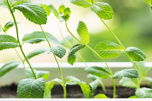 Fresh Mint Plant