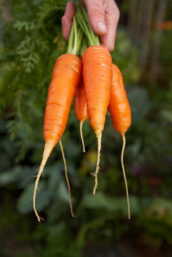 https://cf.ltkcdn.net/diet-and-nutrition/supplements/images/slide/295779-566x848-carrots0109.jpg