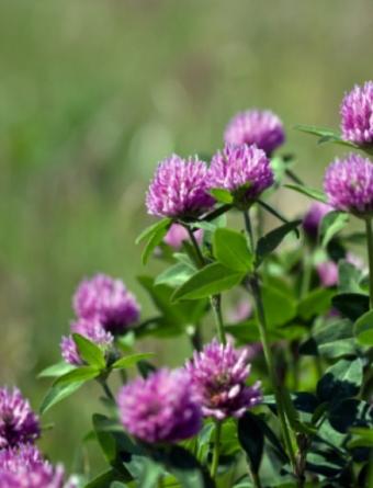 Red Clover