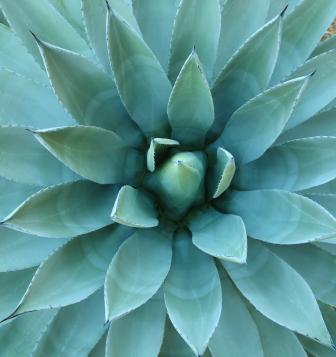 closeup of blue agave plant