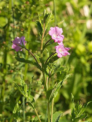 small flowered willow blooms