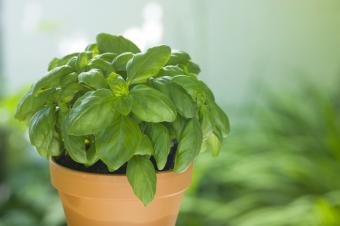 Basil in plantpot