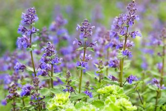 Catmint / Catnip, Nepeta racemosa