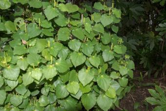 Kawakawa plant in a bush