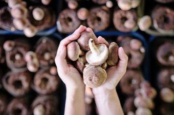 Womens hands holding mushrooms