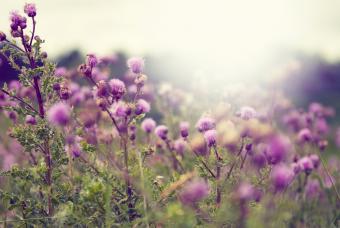 Field of milk thistle