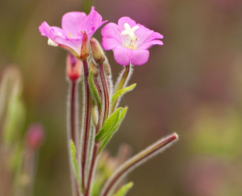 Small Flowered Willow Herb LoveToKnow Health & Wellness