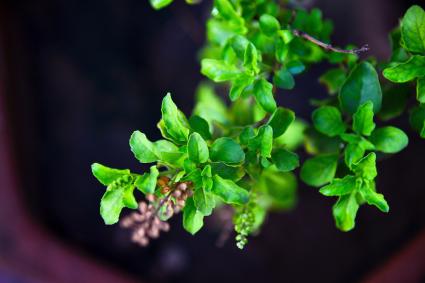 Holy Basil Plant (Ocimum tenuiflorum)