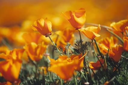 Vivid orange California poppy
