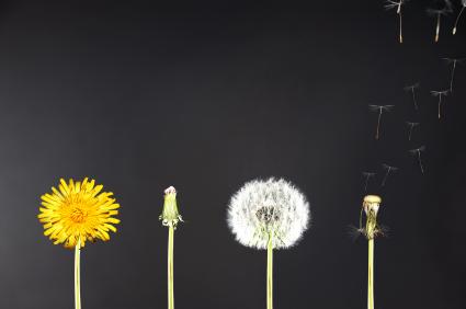 Life span of dandelions