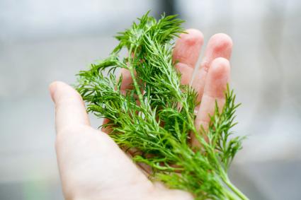 Hand holding a branch of fresh dill