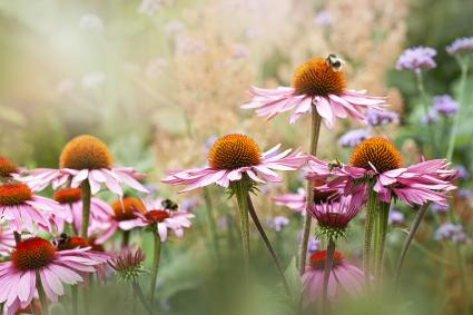 Echinacea purpurea