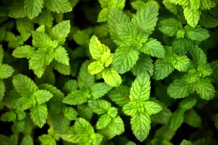 Mint Plants in garden