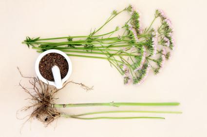 Valerian flower herb with fresh root and chopped in a mortar with pestle