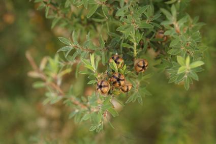 Manuka tree detail