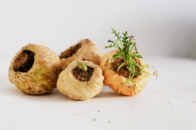 Maca root side effects benefits and tips for safe use lovetoknow
