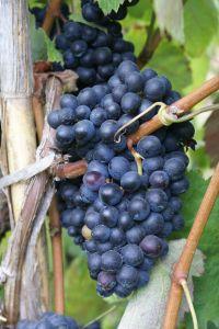 grapes