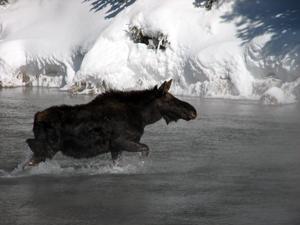 arctic moose