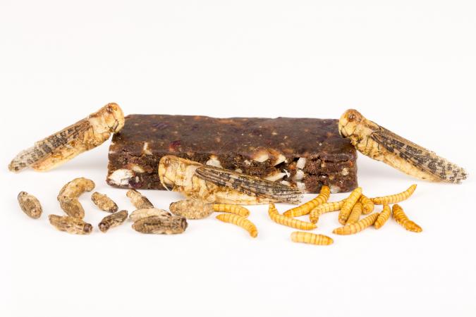 Fried crickets molitors locusts insects, energy bar