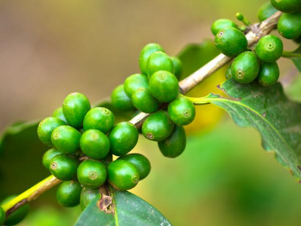 Green coffee beans growing on plant
