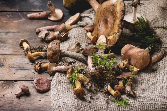 Mix of forest mushrooms
