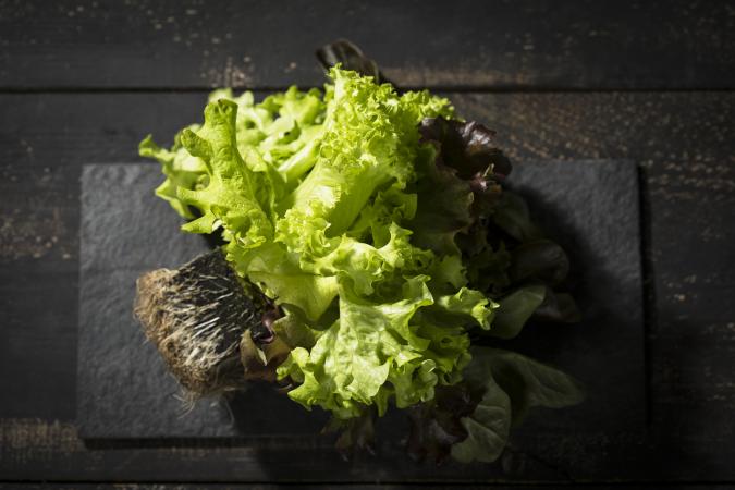 head of lettuce