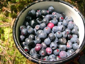 superfood blueberries