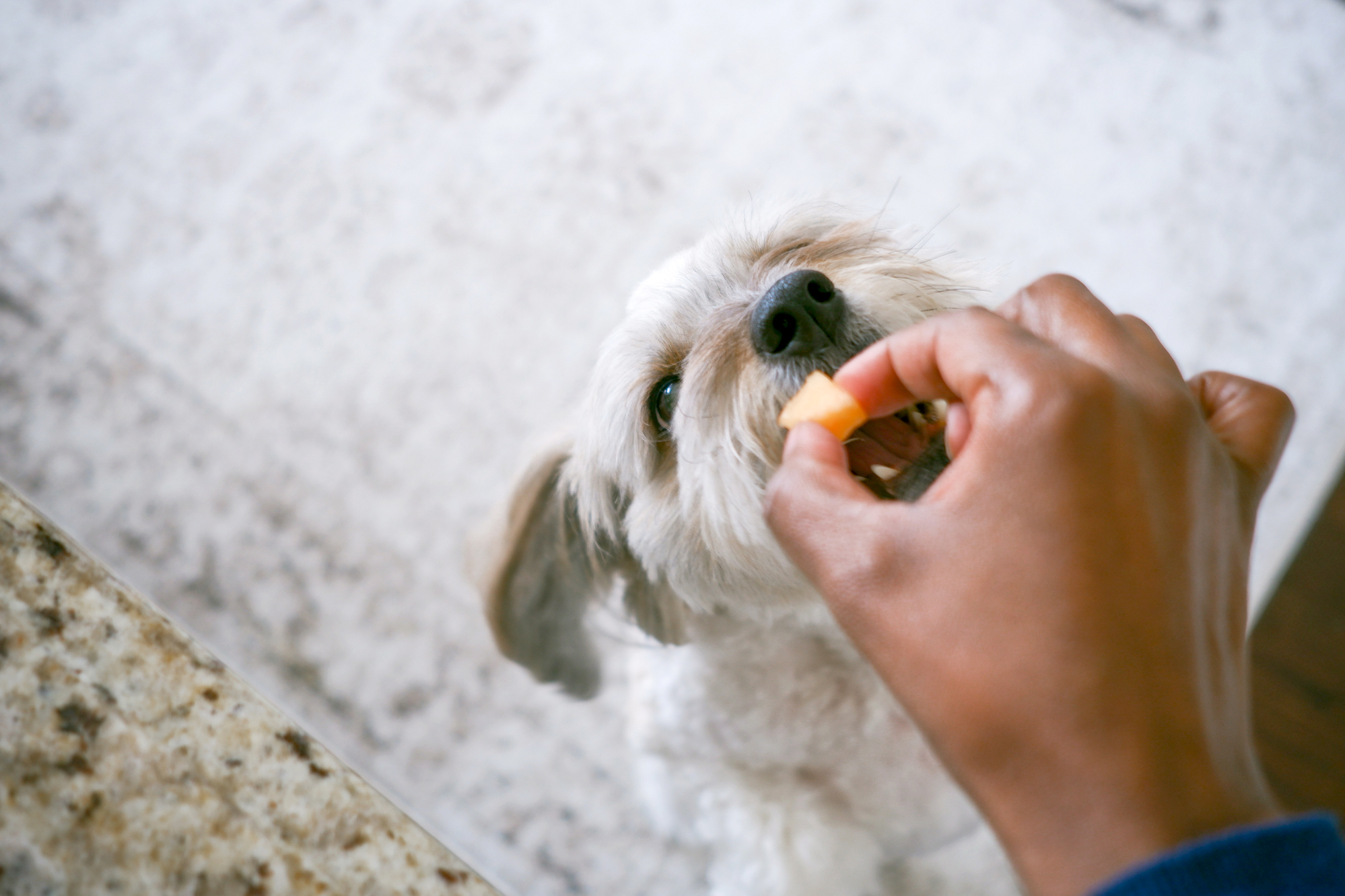 Can Cantaloupe Cause Diarrhea In Dogs
