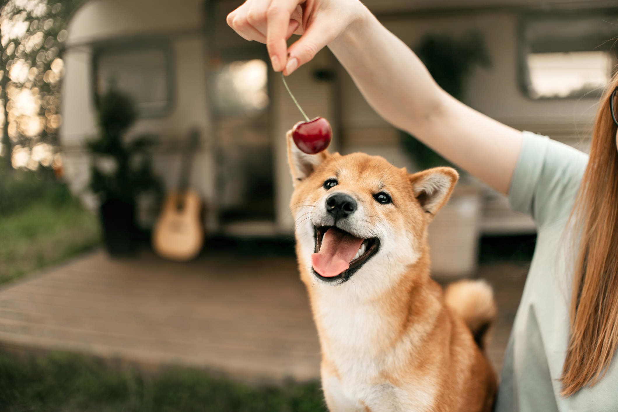 Are Cherries Dangerous For Dogs