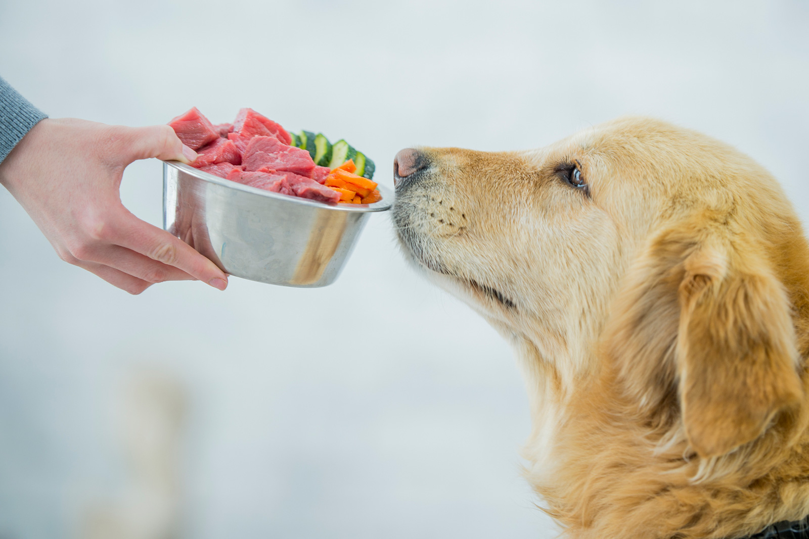 what is holistic food for dogs