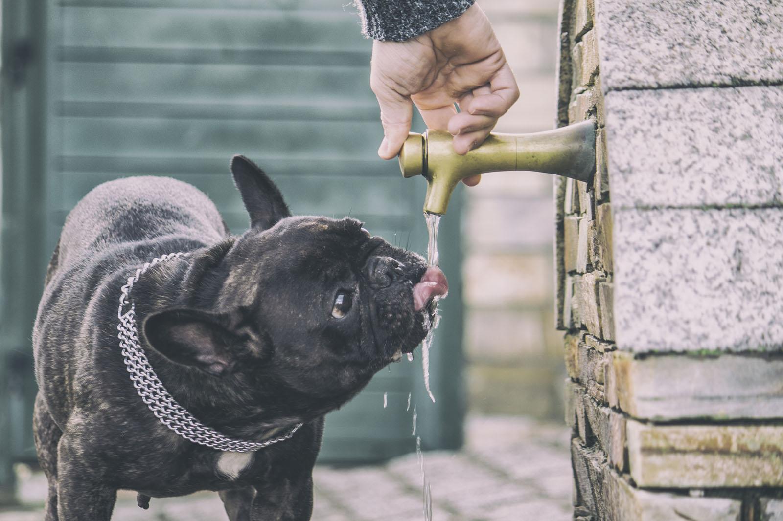 Why Would A Dog Stop Drinking Water