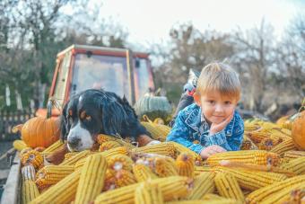 Boy with Bernese mountain dog in a truck full of corn