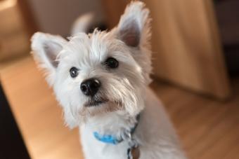 Close-Up Portrait Of West Highland terriers