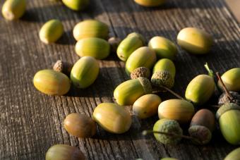 Green acorns on a wooden table