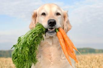 Golden Retriever holding carrots