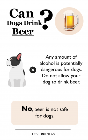 Can dogs drink beer infographic